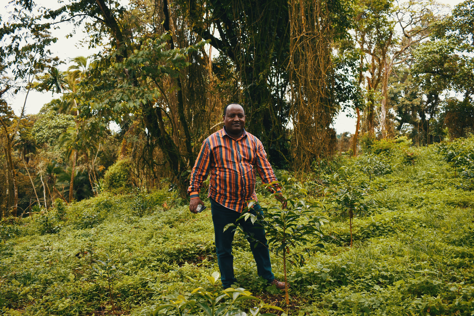 Ethiopia Zema