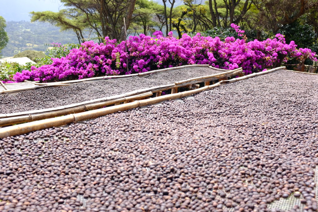 Ethiopia Guji