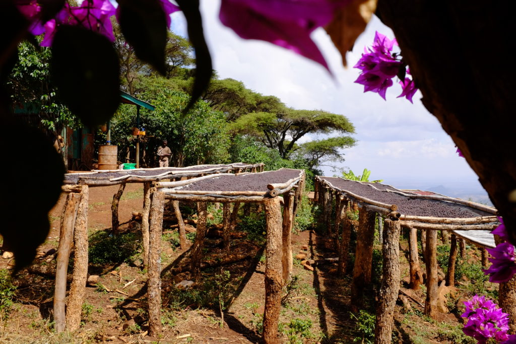 Ethiopia Guji