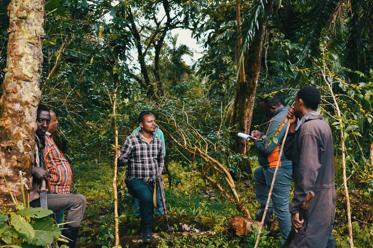 Ethiopia Zema